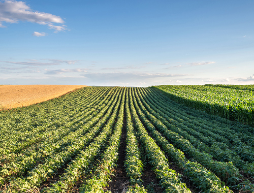 MPCI (Multi- Peril Crop Insurance)