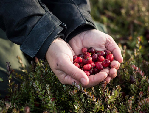 Caneberries